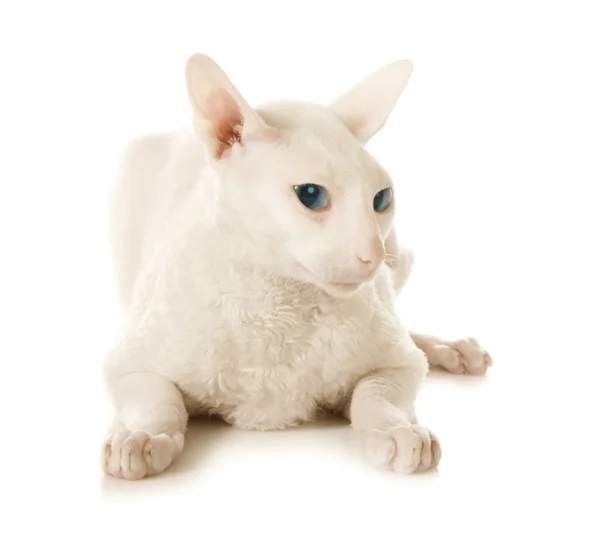 Üzgün, beyaz bir kedi — Stok fotoğraf