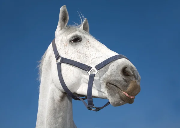 Der Kopf des hellgrauen Pferdes — Stockfoto