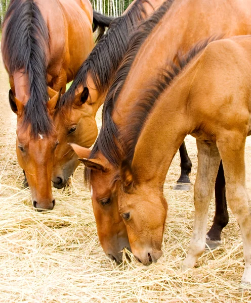 Comer cavalos — Fotografia de Stock