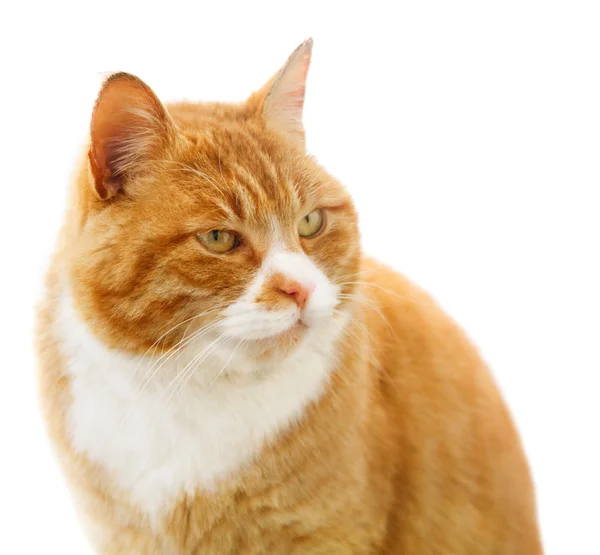 红色傲慢猫在白色的背景 特写肖像 免版税图库图片