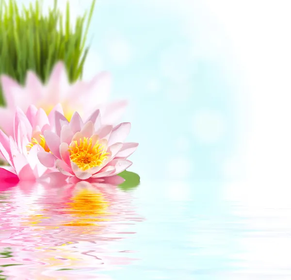 ピンクの蓮の花が水に浮かんでいます。 ロイヤリティフリーのストック写真