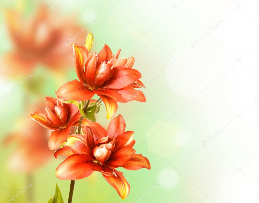 Floral Border with red lily