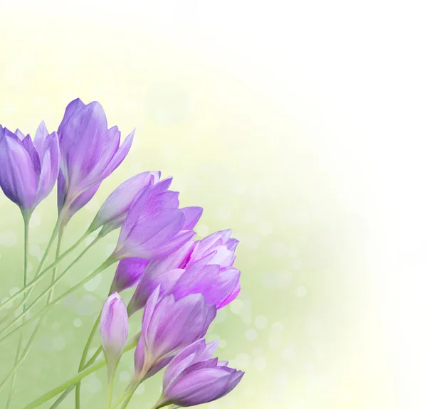 Fronteira Floral Com Crocos Lilás — Fotografia de Stock