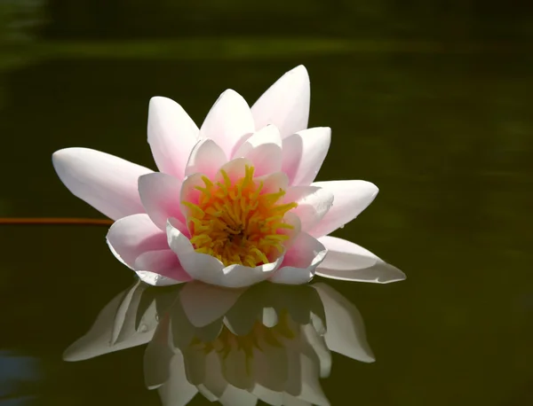 Water lily floating on pond — Stock Photo, Image