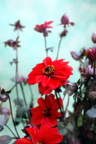 Blommande Ljusa Röda Dahlior — Stockfoto