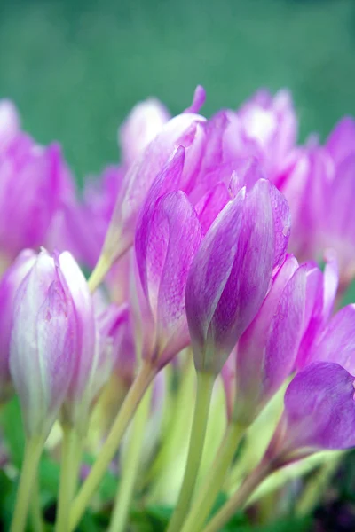 Blommande krokusar — Stockfoto