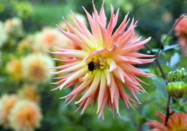 Blooming peach dahlia with insect — Stock Photo, Image
