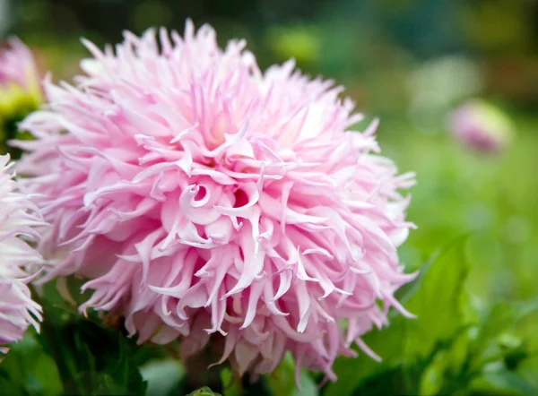Blooming pink dahlia — Stock Photo, Image