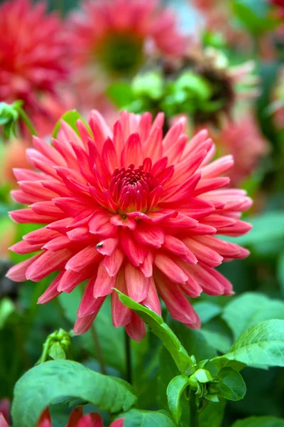 Blooming red dahlia — Stock Photo, Image