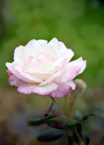Rosa Claro Floreciente Sobre Verde —  Fotos de Stock