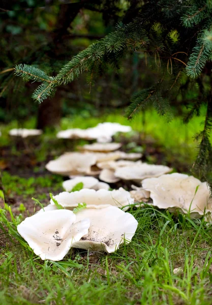 牛奶蘑菇 — 图库照片