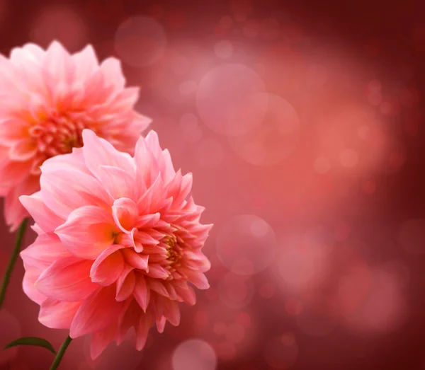 Floral border with pink Dahlia — Stock Photo, Image