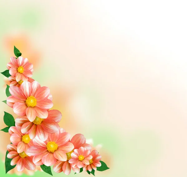 Frontera floral con Dahlia —  Fotos de Stock