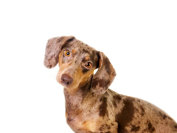 A olhar para o cão texugo avistado — Fotografia de Stock