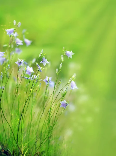 숲 bluebells와 꽃 국경 — 스톡 사진