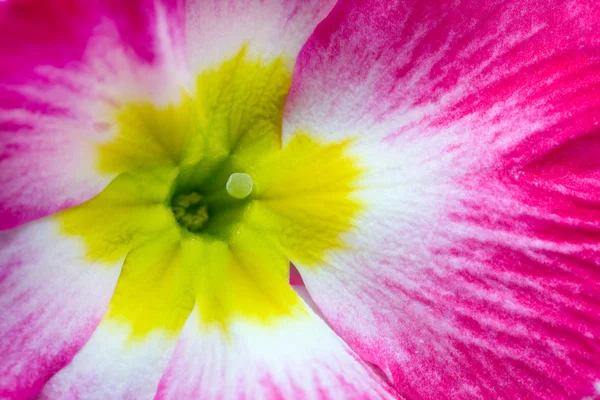 Närbild av primula blomma — Stockfoto