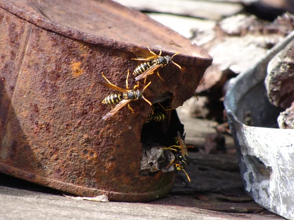 Yaban arıları ve kalay