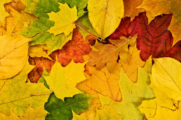 Feuillage d'automne — Photo