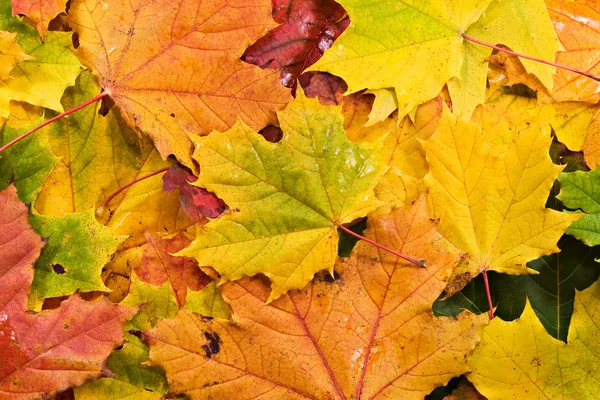 Gefallene Herbstblätter — Stockfoto