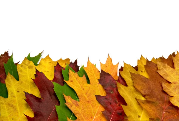 Colorful vivid maple leaves — Stock Photo, Image