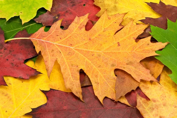 Imagem colorida de folhas caídas — Fotografia de Stock