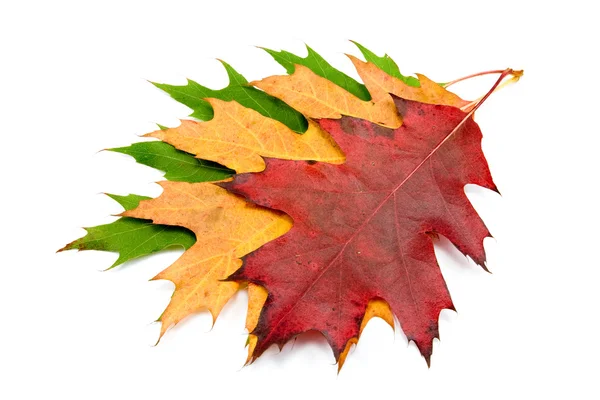 Three autumnal maple leaves — Stock Photo, Image