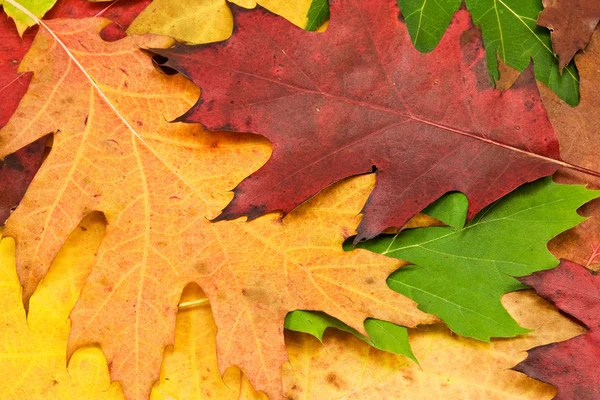 Close up of colorful autumn leaves — Stock Photo, Image