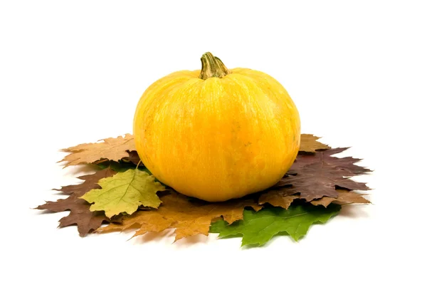 Yellow pumpkin and autumnal leaves — Stock Photo, Image