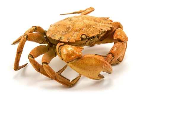 Brun kokt krabba — Stockfoto