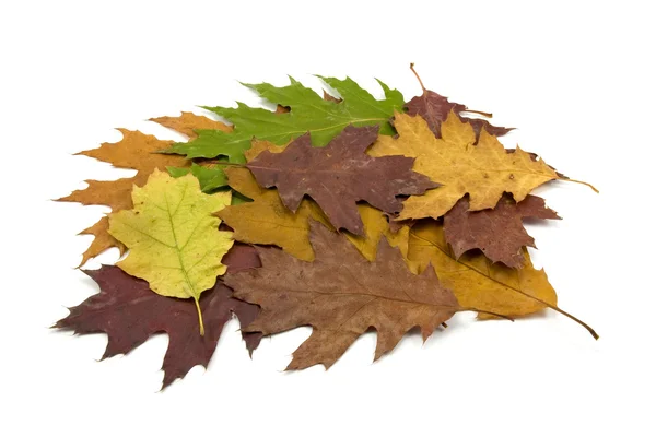 Hromadu špinavé spadaného listí — Stock fotografie