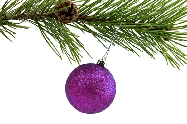 Pine branch with purple christmas bauble — Stock Photo, Image