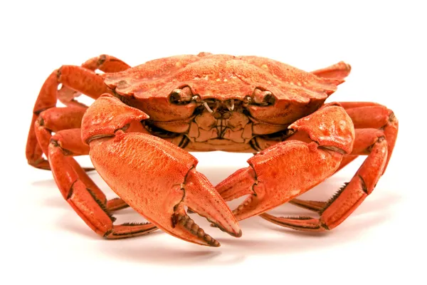 孤立在白色背景上的红色水煮的螃蟹 — 图库照片