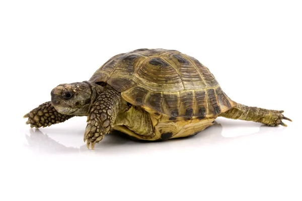 stock image Turtle with reflection over a white background