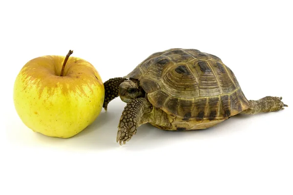 Χελώνα και κίτρινο μήλο — Φωτογραφία Αρχείου