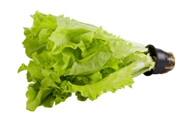 Fresh green lettuce isolated on white background clipart