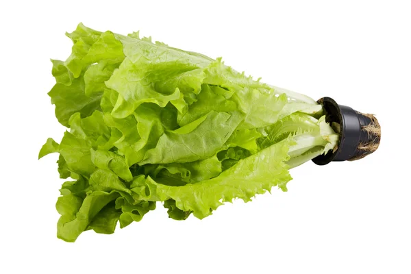 Fresh Green Lettuce Isolated White Background — Stock Photo, Image
