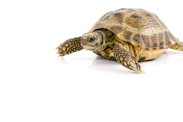 Stock image Land tortoise crawl over a white background