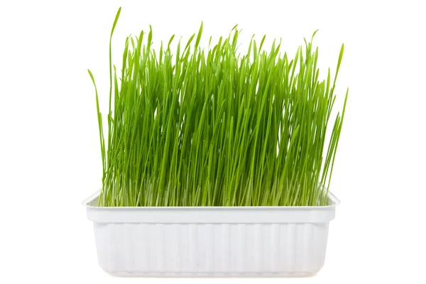 Raízes de trigo verde — Fotografia de Stock