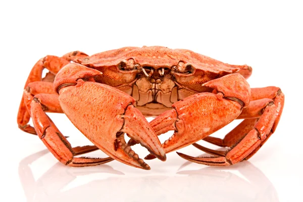 Crabe rouge sur blanc — Photo