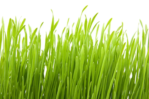 Čerstvá jarní zelená tráva — Stock fotografie