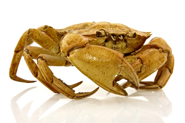 Crabe brun avec reflet — Photo
