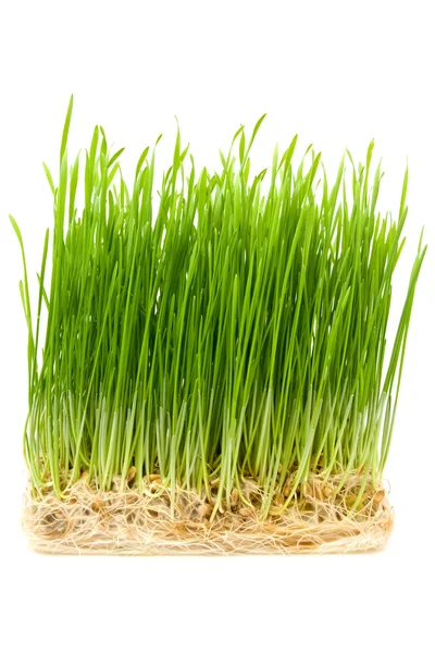 Young wheat sprouts — Stock Photo, Image