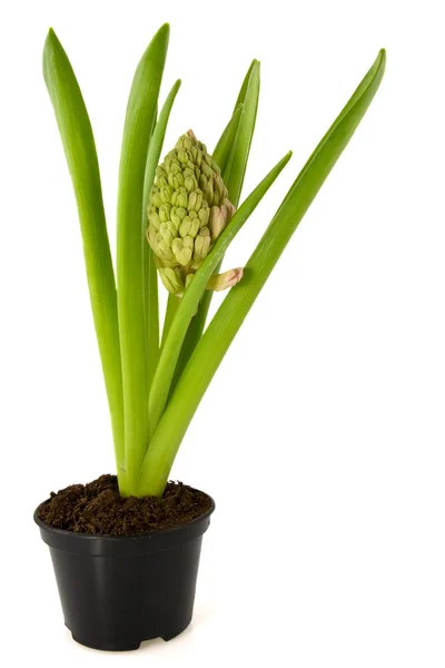Hyacint blomma i svart kruka — Stockfoto