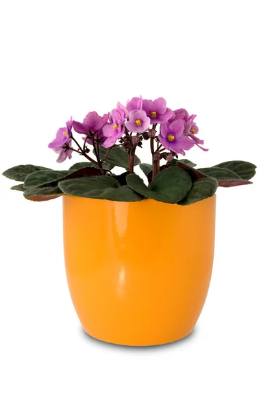 Flor roxa em um pote laranja — Fotografia de Stock