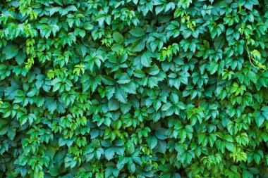 Wall of leaves of wild grapes clipart