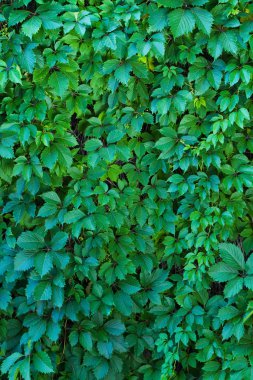Wall of leaves of wild grapes clipart
