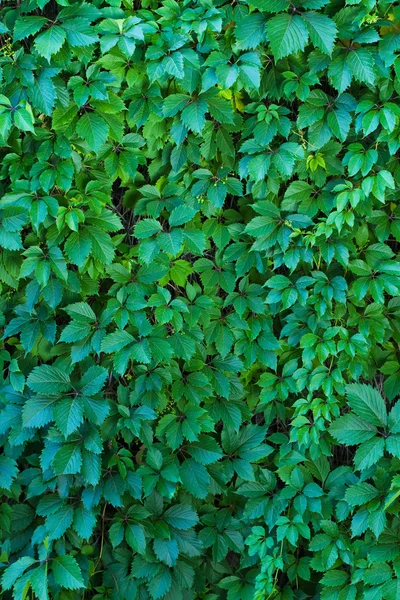 stock image Wall of leaves of wild grapes