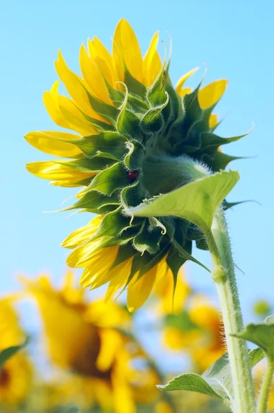 stock image Beautiful sunflower with blue sky