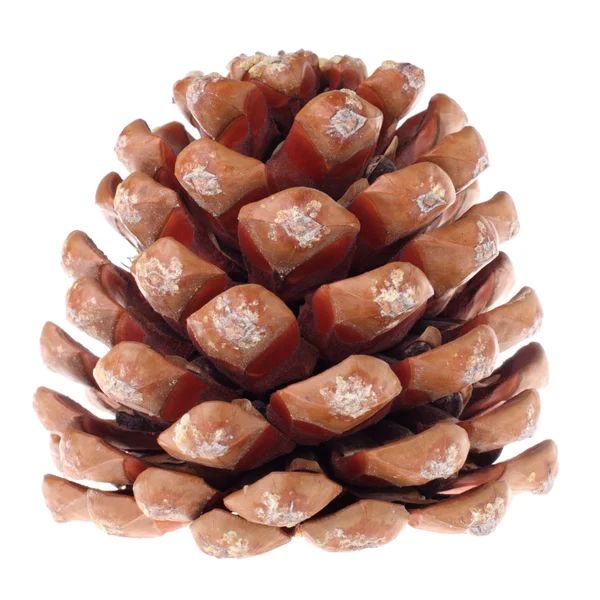 Cedar cone — Stock Photo, Image