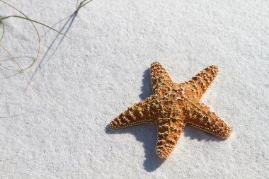 Starfish On Sand clipart